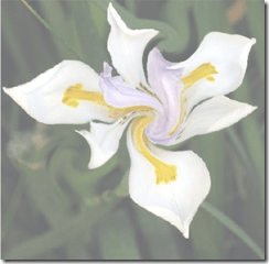 FotoFlexer_PhotoLirio